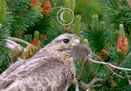 Common Buzzard with Vole DM0451